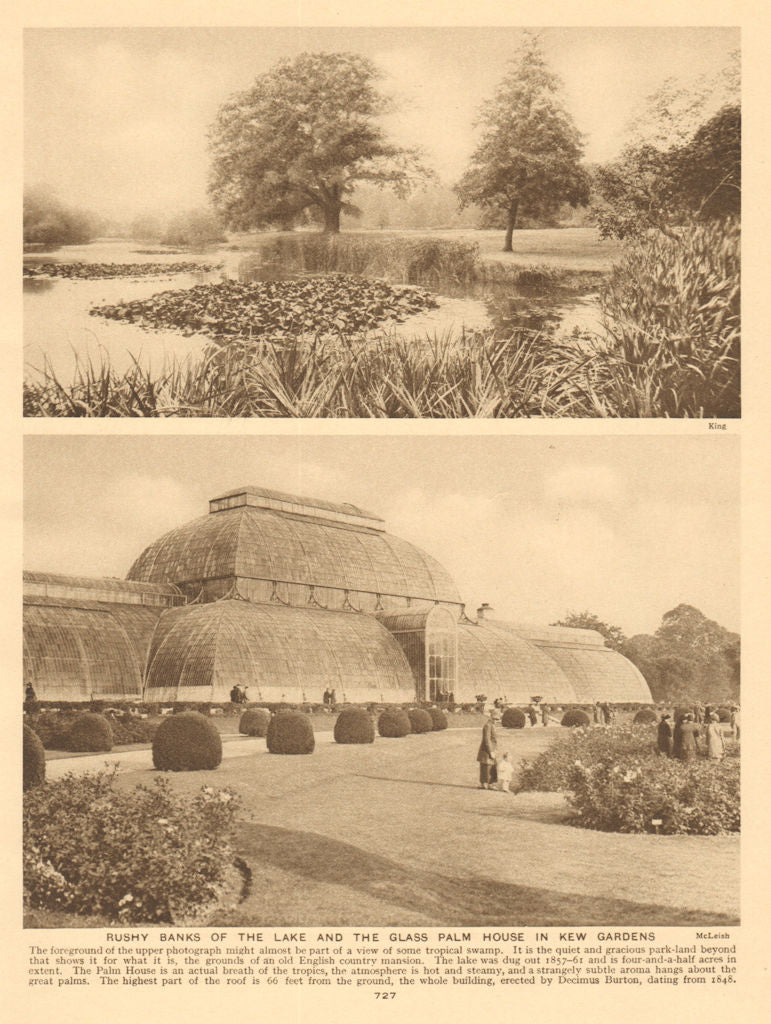 Rushy banks of the lake and the glass Palm House in Kew Gardens 1926 old print